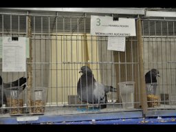 Concurso de Palomas 2012